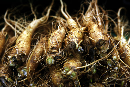 The Ancient Secret to Modern Wellness: Red Ginseng