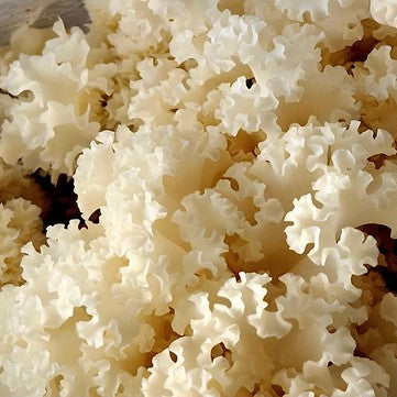 Golden Cauliflower Mushroom Powder 100g, 1 Bottle